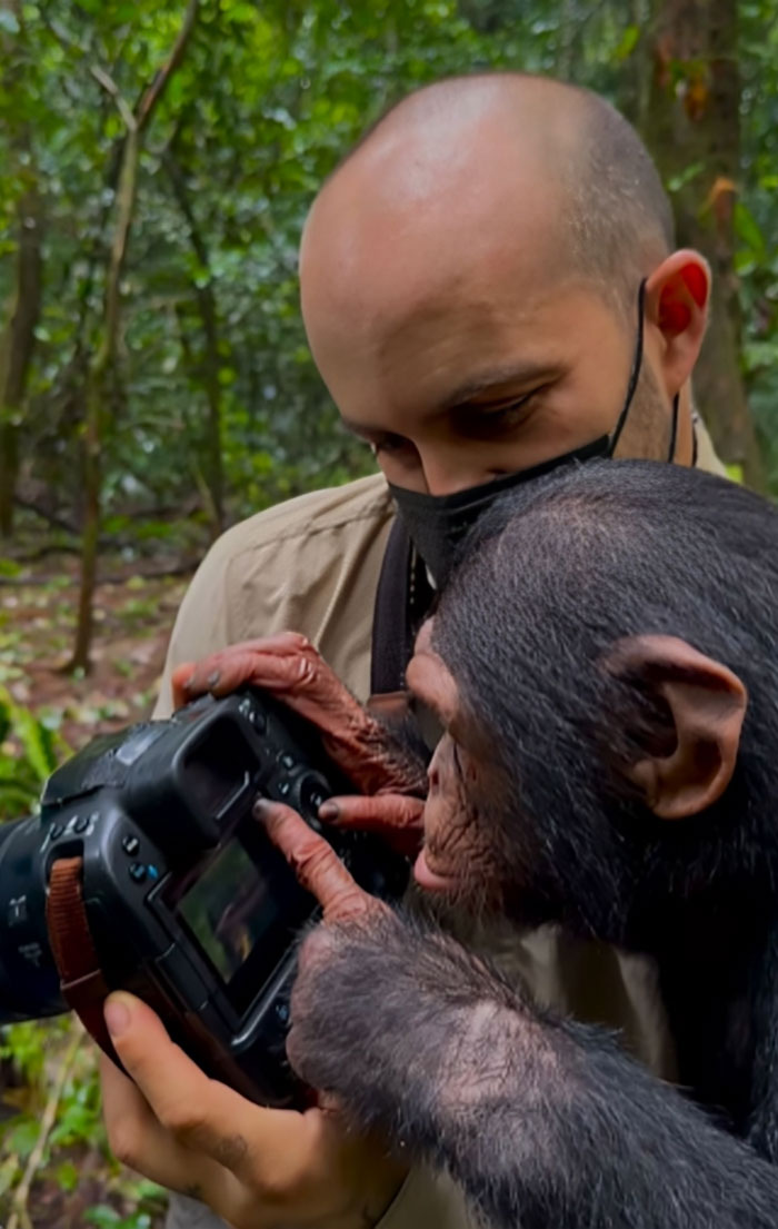 Wildlife photographer and chimpanzee closely examining camera screen together in a lush forest setting.