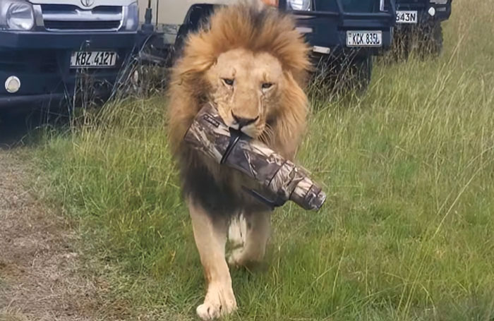 A lion walking on grass carrying a camouflage camera lens, showing animals messing with wildlife photographers.