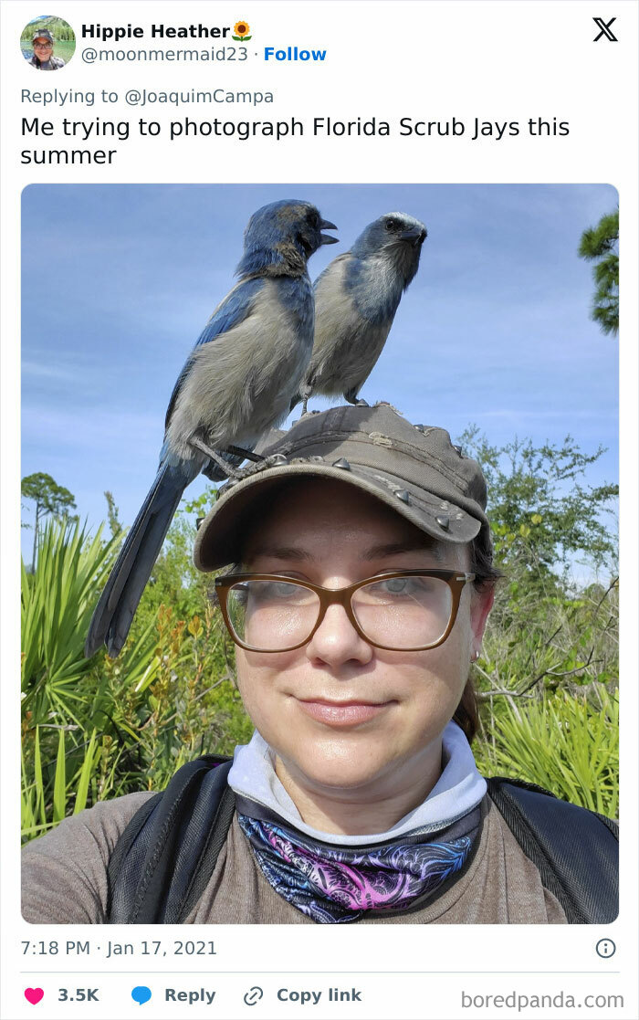 Woman wildlife photographer outdoors with two Florida Scrub Jays perched on her hat during a sunny day.