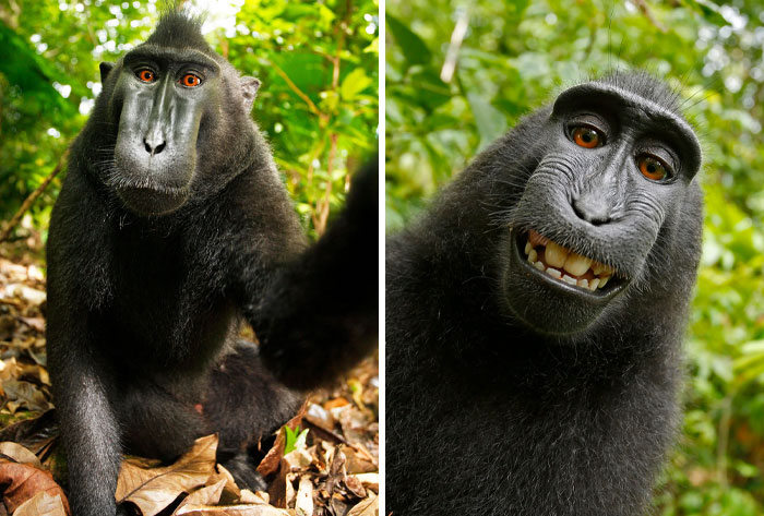 Two photos of a crested black macaque seemingly taking selfies, showcasing animals messing with wildlife photographers.