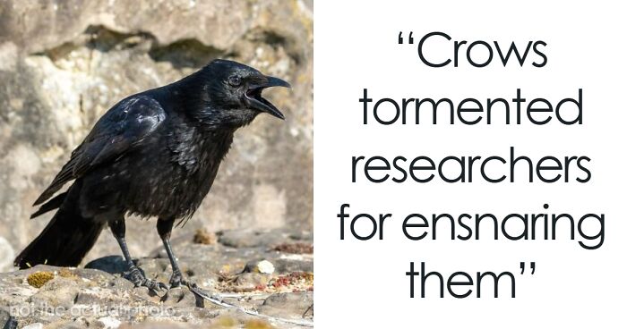 15 Animals Who Messed With Humans And Proved That The Animal Kingdom Is No Joke