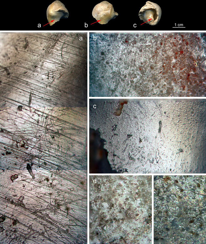 Microscopic images and close-ups of archeological discoveries showing tool marks and surface textures challenging historical assumptions.