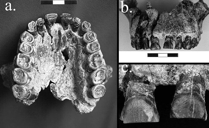 Fossilized ancient teeth and jaw fragments highlighting archeological discoveries that challenge traditional history lessons.