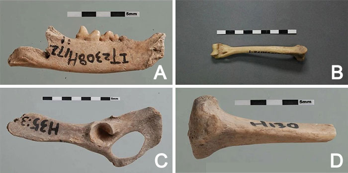 Various archeological bone discoveries with scale bars labeled for measurement, challenging established historical knowledge.