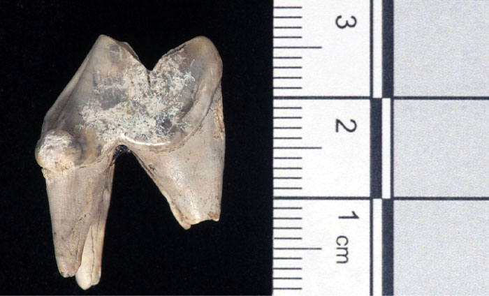Fossilized tooth next to a centimeter ruler illustrating archeological discoveries that challenge traditional school teachings.