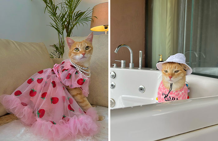 Meet August, The Fashion-Forward Cat Taking The Internet By Storm (40 Pics)