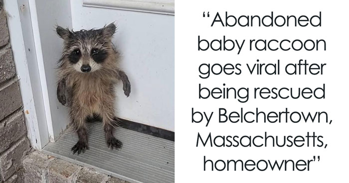 Baby Raccoon Rescued In The Most Wholesome Way After Getting Stranded On Doorstep In Heavy Rains
