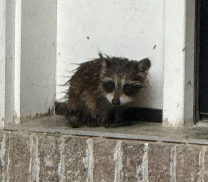 Baby Raccoon Rescued In The Most Wholesome Way After Getting Stranded On Doorstep In Heavy Rains Baby Raccoon Rescued In The Most Wholesome Way After Getting Stranded On Doorstep In Heavy Rains