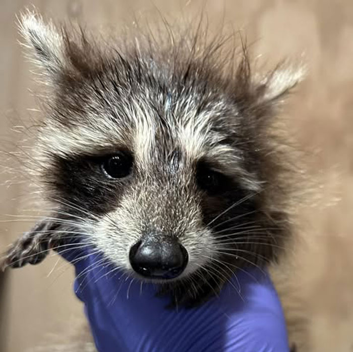 Baby Raccoon Rescued In The Most Wholesome Way After Getting Stranded On Doorstep In Heavy Rains Baby Raccoon Rescued In The Most Wholesome Way After Getting Stranded On Doorstep In Heavy Rains