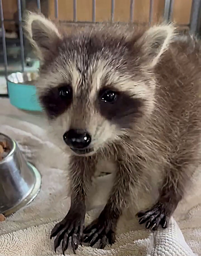 Baby Raccoon Rescued In The Most Wholesome Way After Getting Stranded On Doorstep In Heavy Rains Baby Raccoon Rescued In The Most Wholesome Way After Getting Stranded On Doorstep In Heavy Rains