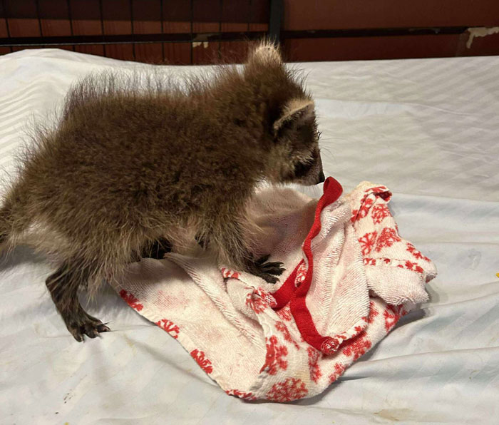 Baby Raccoon Rescued In The Most Wholesome Way After Getting Stranded On Doorstep In Heavy Rains Baby Raccoon Rescued In The Most Wholesome Way After Getting Stranded On Doorstep In Heavy Rains