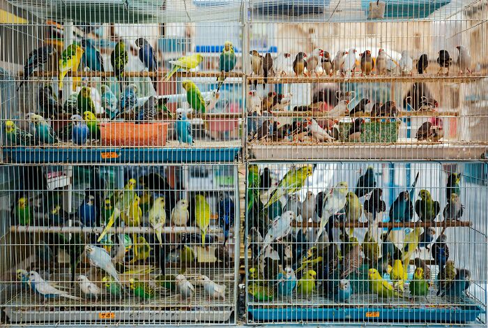 Multiple colorful birds crowded inside small cages.