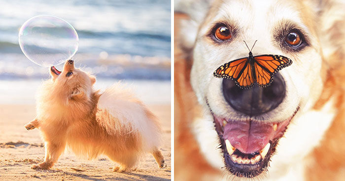 30 Paw-Some Dog Photos Captured By The Bored Panda Community