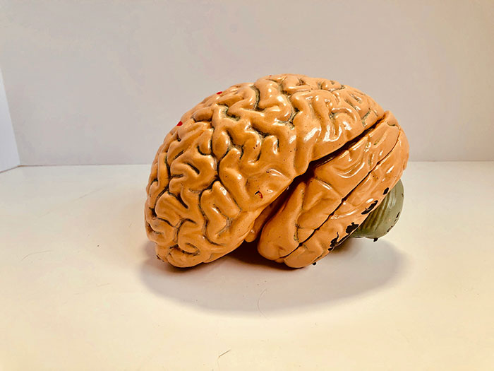Model of a human brain on a white surface illustrating one of the biggest flaws of the human body in anatomy studies.