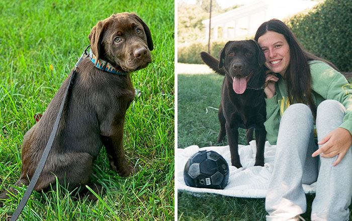 Meet Breuer, The Labrador Who’s Turning Instagram Into A Happier Place
