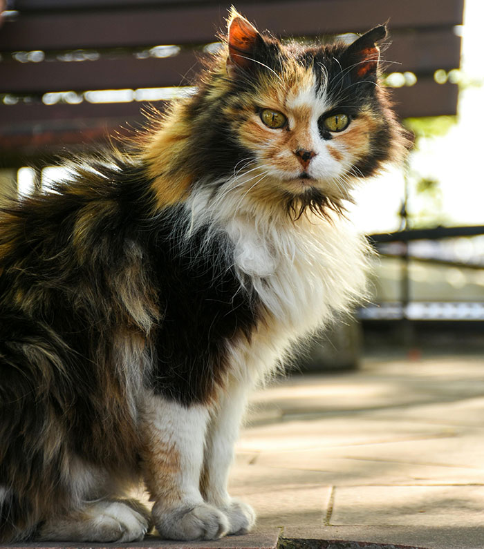 Fluffy calico cat sitting outdoors highlighting mass fury over fashion brand using cat fur in vests labeled as wool Fluffy calico cat sitting outdoors highlighting mass fury over fashion brand using cat fur in vests labeled as wool