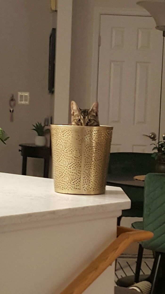 Here's My Idiot In A Trash Can. I Put It There For Just A Moment While I Was Cleaning