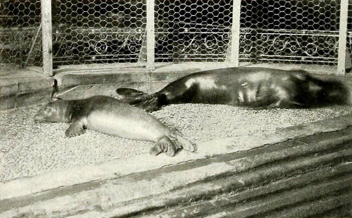 Two extinct sea lions lying on a platform inside a fenced enclosure, highlighting animals that sadly went extinct.