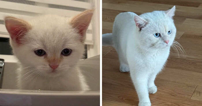 White kitten and grown cat side by side, showing the cat distribution system working out perfectly over time