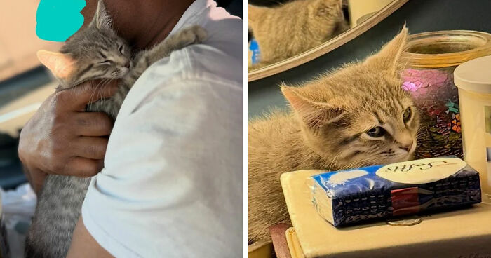 A cozy kitten cuddled in a person's arms and a curious cat resting near household items in a cat distribution system moment.