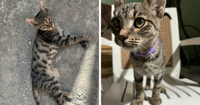 Two tabby cats with striped and spotted fur patterns, showcasing a perfect cat distribution system in natural light.