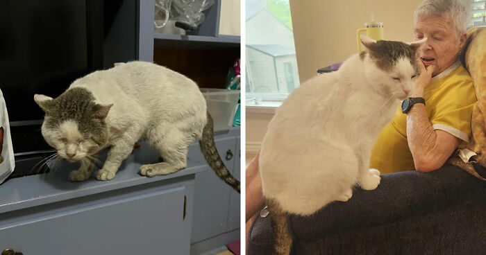 A cat finding a cozy spot on a shelf and later sitting comfortably on a person’s lap, showing perfect cat distribution system.