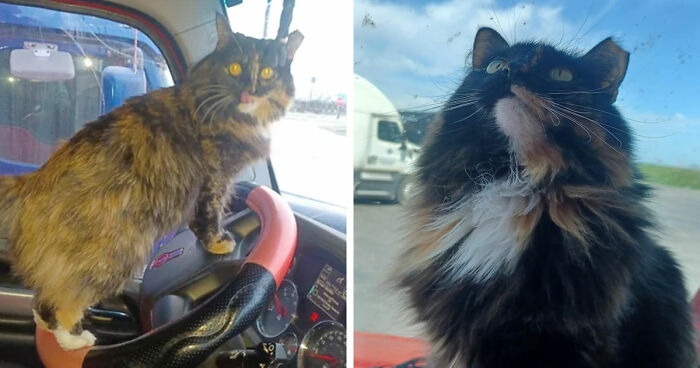 Two cats positioned in vehicles showcasing the cat distribution system working out perfectly in unique settings.