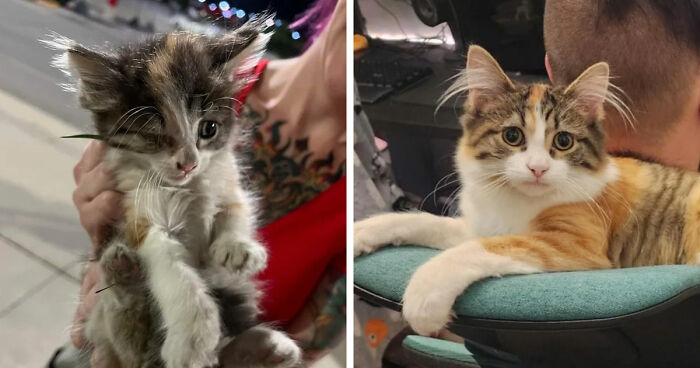 Two images showing cats at different stages, highlighting the cat distribution system working out perfectly.