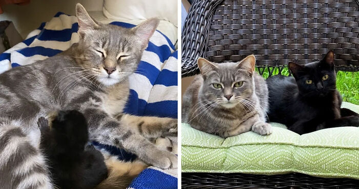 Two cats, one gray and one black, resting comfortably together showing the cat distribution system working perfectly.