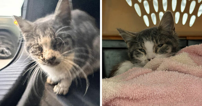 Before and after images showing the cat distribution system working perfectly with a cat rescued and resting comfortably.