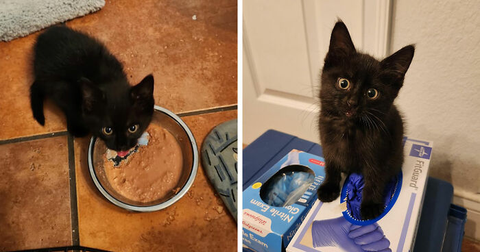 Black kitten eating from a bowl and sitting inside a glove box showcasing the cat distribution system working perfectly.