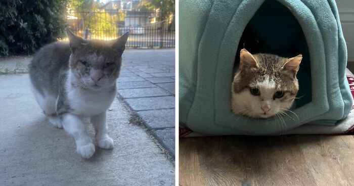 Cat distribution system showing a cat outside and the same cat comfortably inside a cozy cat bed.