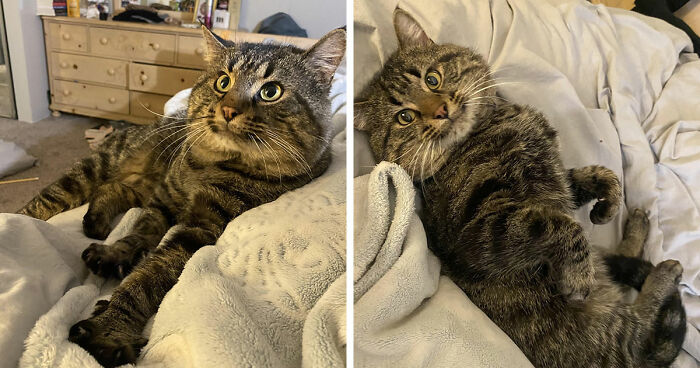 Two tabby cats relaxing on a soft blanket, showcasing a perfect cat distribution system in a cozy home setting.