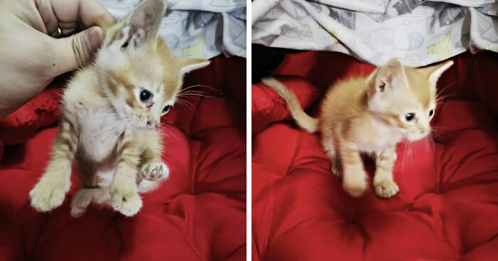 Orange kitten being gently held and then standing on a red cushion, illustrating cat distribution system success.