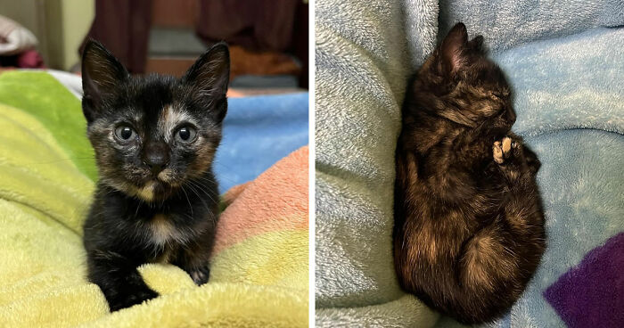 Two tortoiseshell kittens resting on colorful blankets, showcasing the cat distribution system working perfectly.