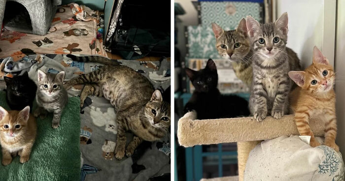 A group of adorable kittens and cats sitting together, showcasing the cat distribution system working out perfectly.