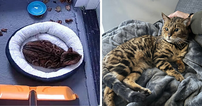 Two tabby cats comfortably resting in pet beds, illustrating a perfect moment of the cat distribution system at work.