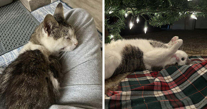 Two cats comfortably resting in different settings showcasing a perfect cat distribution system in action.