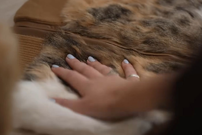 Hand touching soft cat fur on vest, highlighting controversy over fashion brand using cat fur instead of wool in garments. Hand touching soft cat fur on vest, highlighting controversy over fashion brand using cat fur instead of wool in garments.