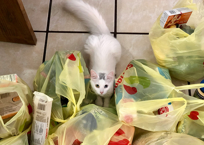 White cat sitting among grocery bags on tiled floor, reflecting habits that may improve your quality of life.