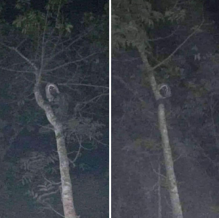 Ghostly figure with glowing eyes perched on a tree at night, one of the chilling ghost encounters captured in eerie darkness.