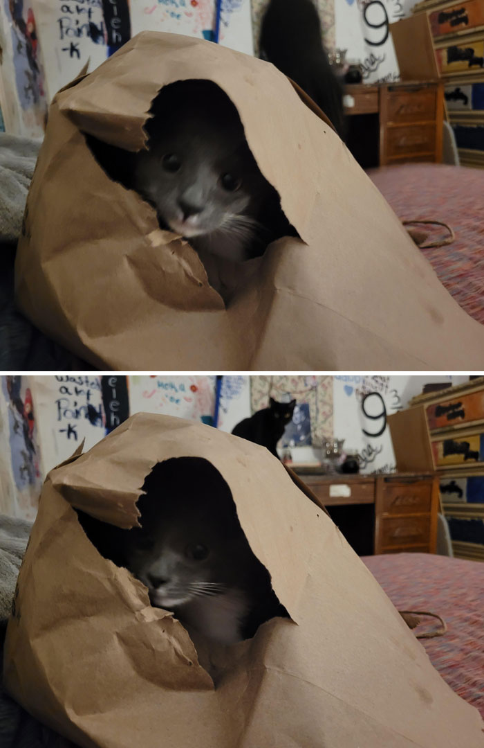 Cat hiding inside torn paper bag with ghostly shadow in background, evoking chilling ghost encounters mood.
