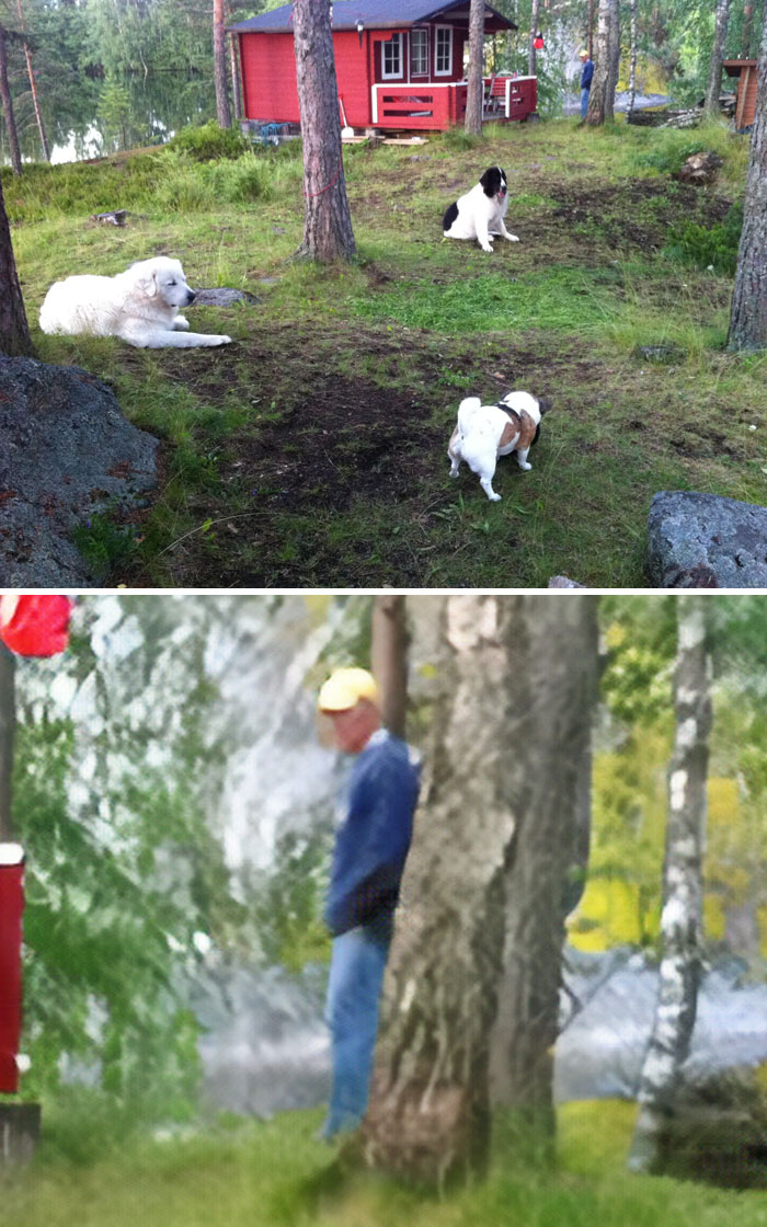 Three dogs in a yard near a red cabin with a faint ghostly figure of a man visible behind a tree.