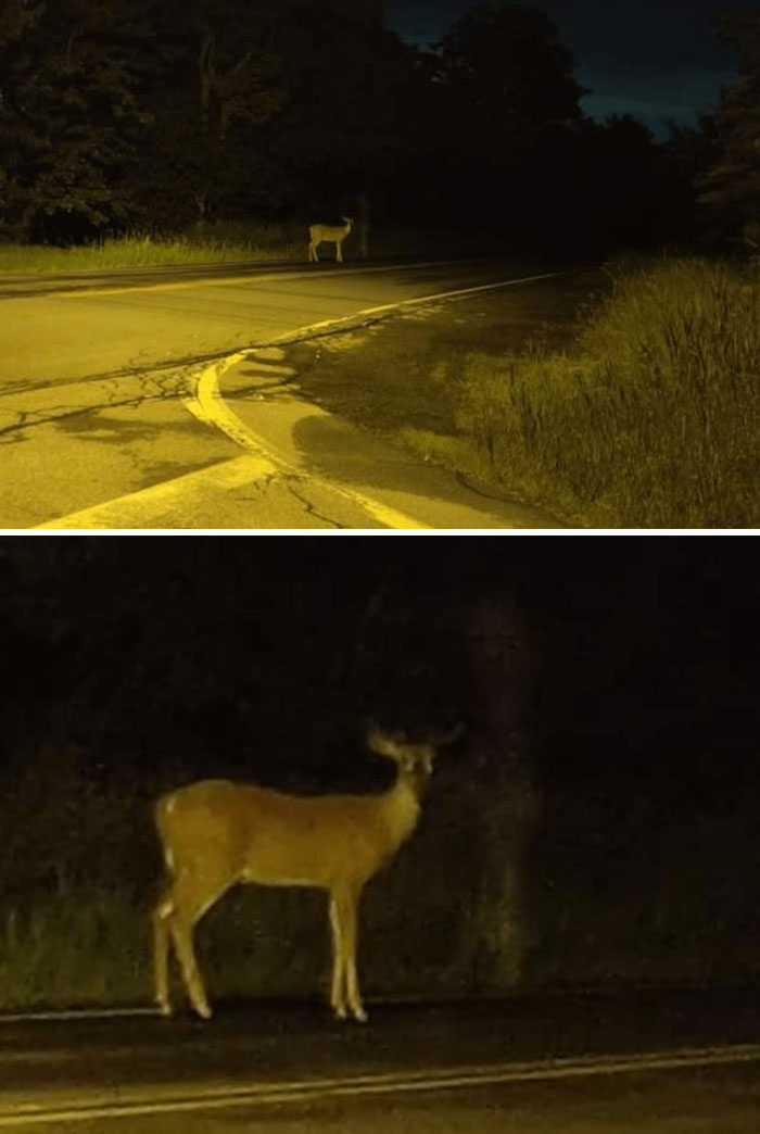 Deer standing on a dark road at night, evoking chilling ghost encounters in a shadowy, eerie setting.