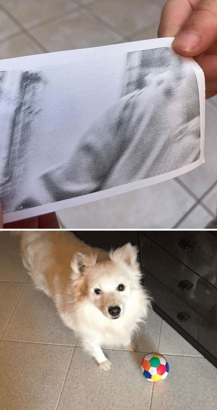 Printed photo showing a ghostly figure and a white fluffy dog standing on tiled floor with a colorful ball, ghost encounters theme.