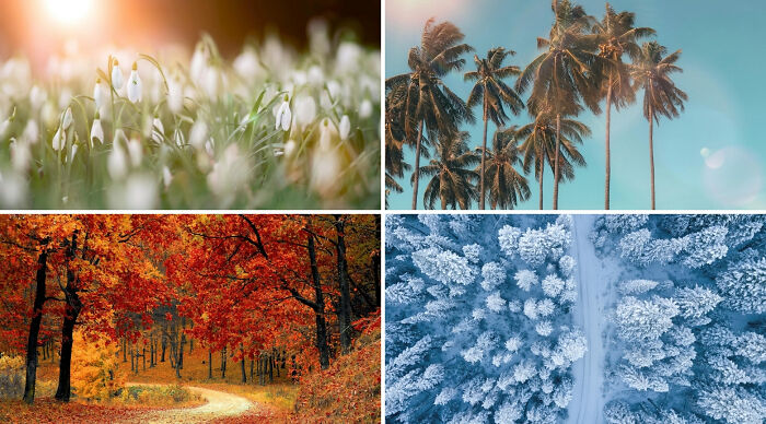 Four seasonal landscapes showing spring flowers, tropical palms, autumn trees, and snowy winter forest for Choose One Lose The Rest Poll.