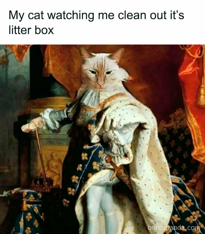 Cat's head edited onto a classical royal portrait, creating a chaotic classical art meme about cleaning a litter box.