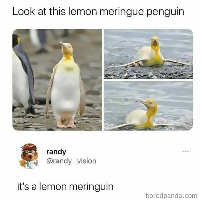 Penguin with yellow and white coloring, humorously called a lemon meringue, featured in relatable memes for laughs.