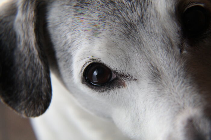 Close-up of a dog's face with focus on the eye and fur texture, illustrating a relatable moment for bite my nails habits.