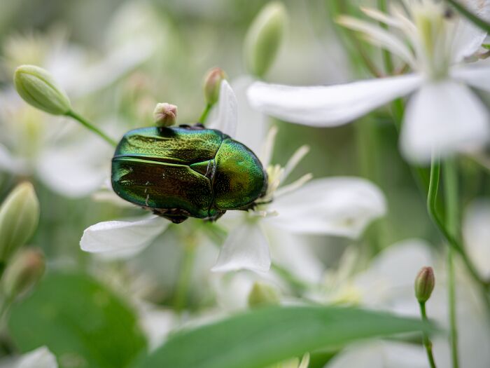 Green beetle resting on a white flower, showcasing tiny gestures in nature that instantly charm and capture attention.